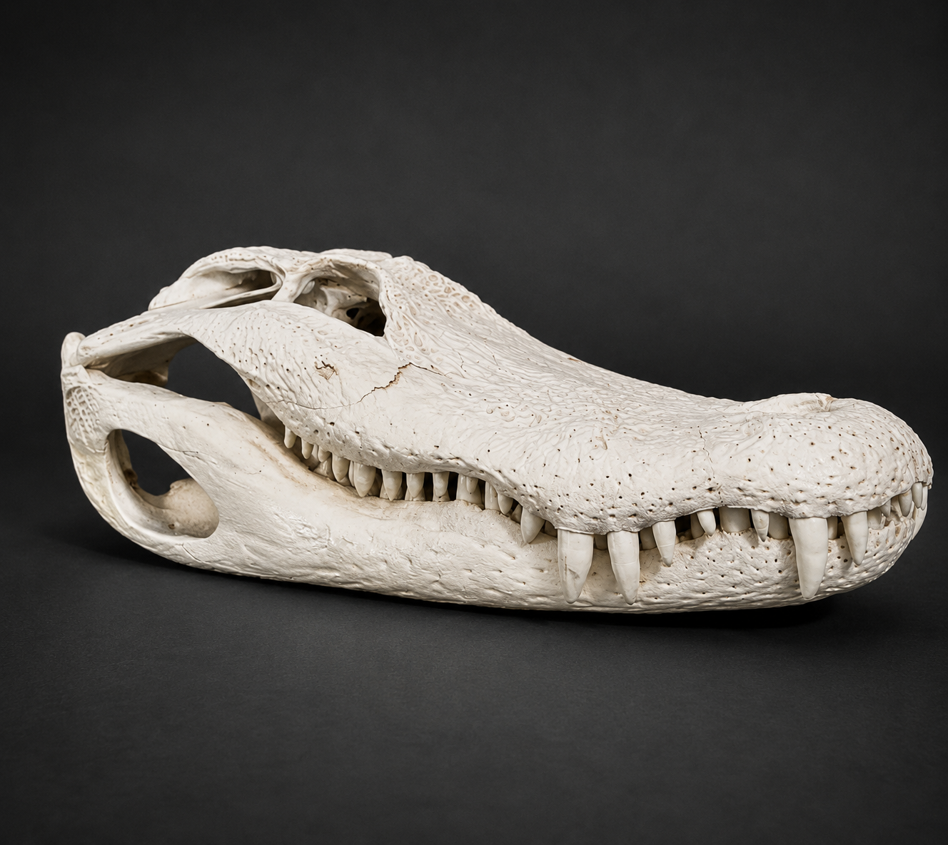 Bone finish alligator skull