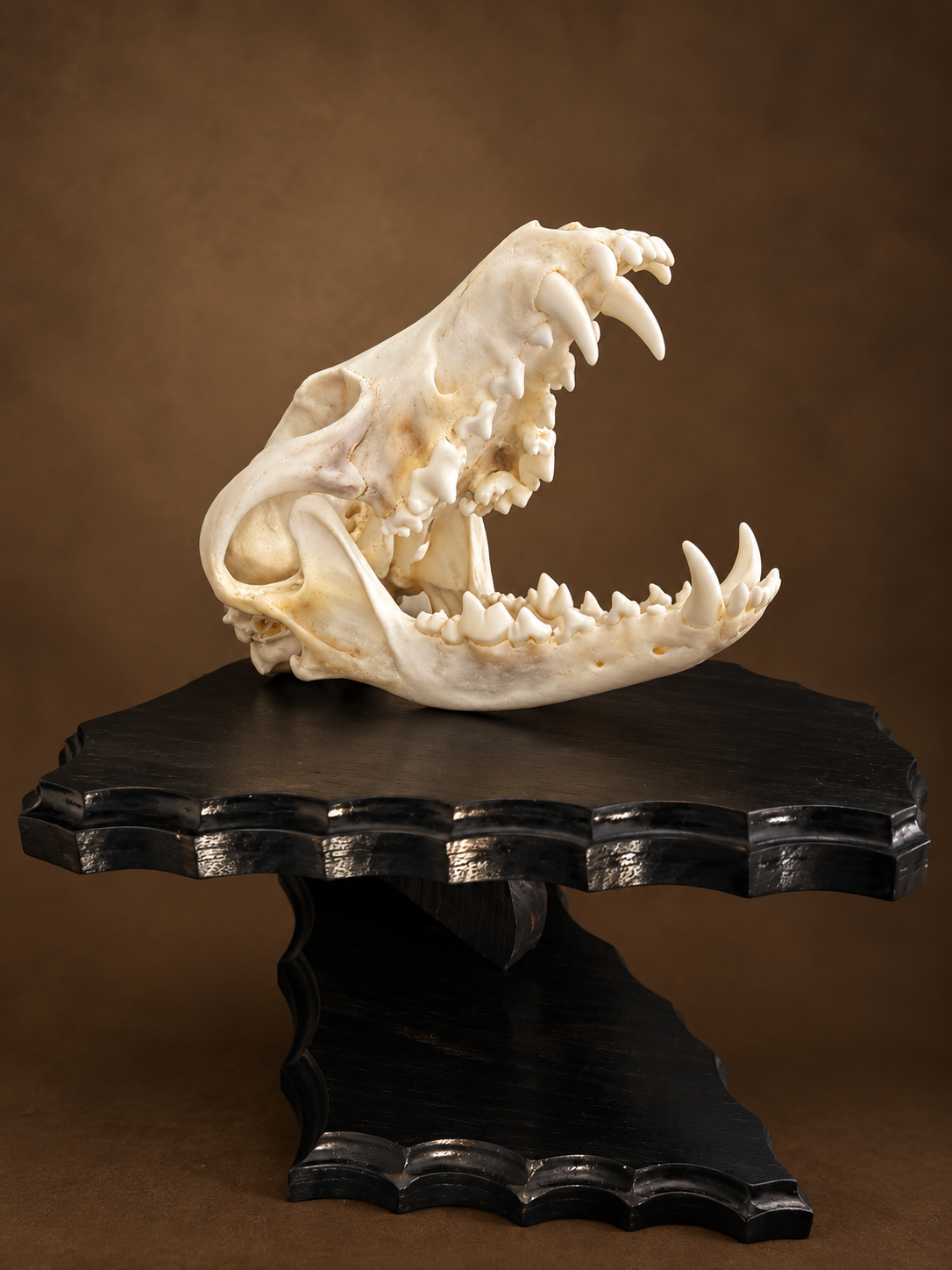 Coyote European skull mount