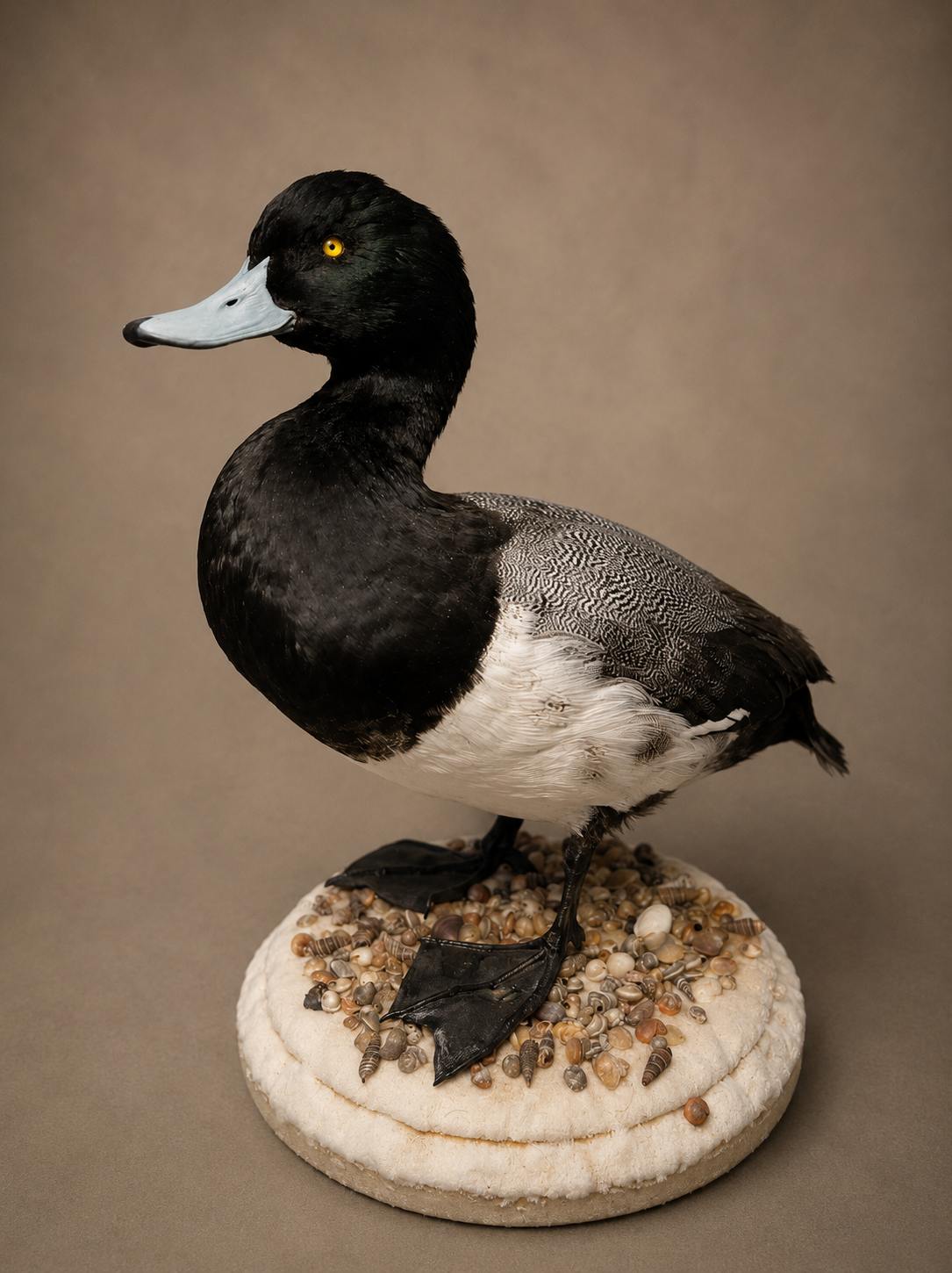 Standing bluebill duck mount