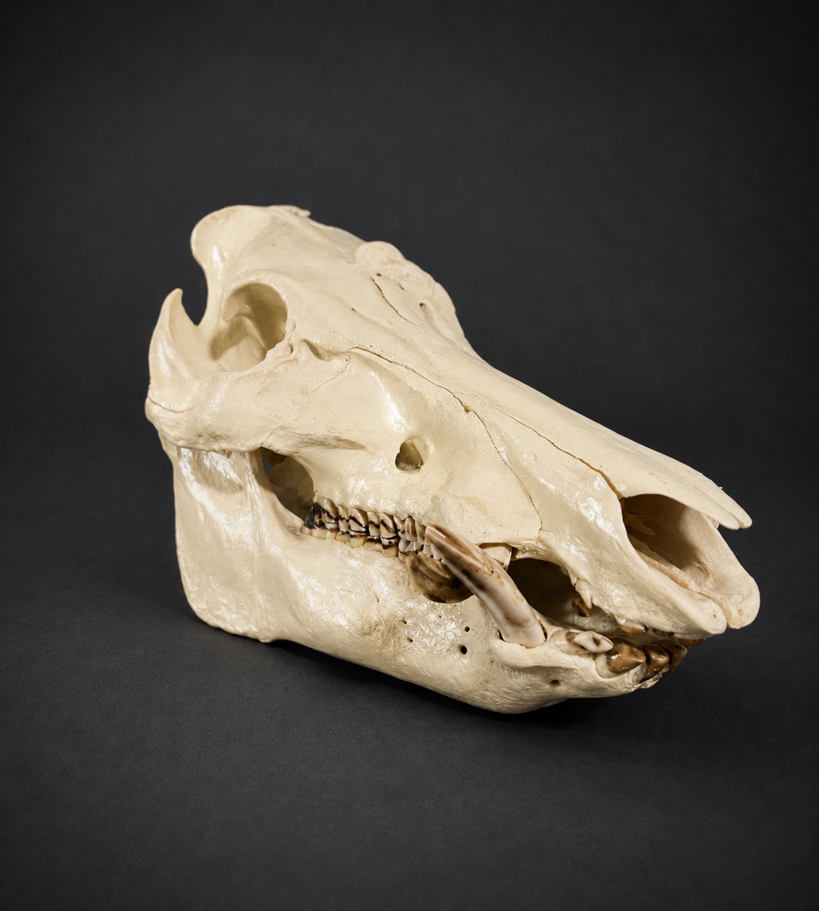 Gloss finish hog skull